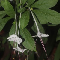 Rotheca microphylla (Blume) Callm. & Phillipson